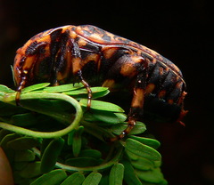 Porphyronota