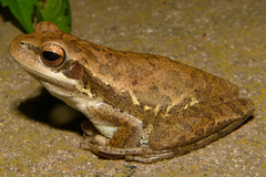 Montevideo Tree Frog photo 3