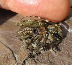 Hexatricha pulverulenta