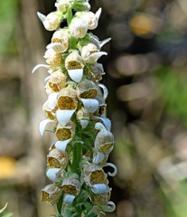 Digitalis lanata