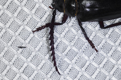 Prionus californicus