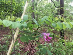 Robinia hispida hispida