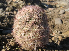 Echinomastus intertextus