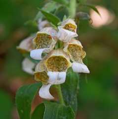 Digitalis lanata