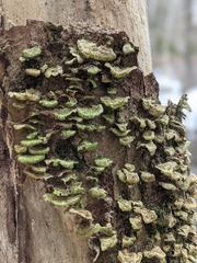 Cerrenaceae