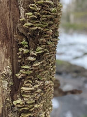 Cerrenaceae