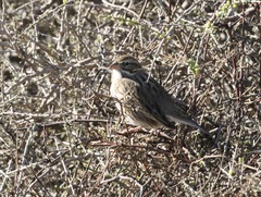 Passerculus sandwichensis rostratus