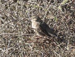 Passerculus sandwichensis rostratus