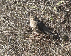 Passerculus sandwichensis rostratus