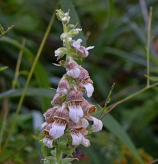 Digitalis lanata