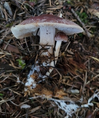 Rhodocollybia badiialba