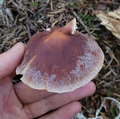 Rhodocollybia badiialba