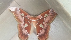 Rothschildia aurota