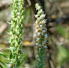 Digitalis lanata