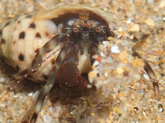 Pagurixus jerviensis