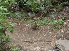 Scelorchilus rubecula