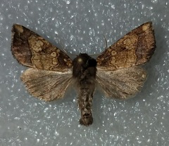 Papaipema cataphracta