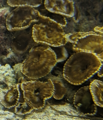 Sphenopidae