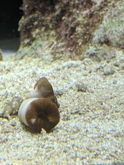 Sphenopidae