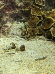 Sphenopidae