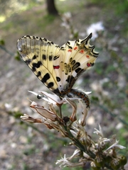 Zerynthia deyrollei