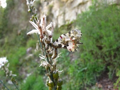 Zerynthia deyrollei