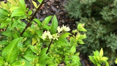 Backhousia myrtifolia