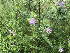 Westringia fruticosa