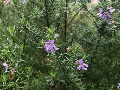 Westringia fruticosa