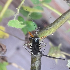 Cosmoclopius nigroannulatus