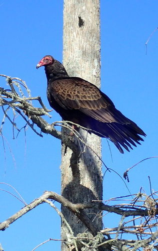 Cathartes aura image