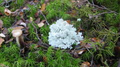 Sphaerophorus stereocauloides