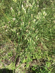 Erigeron canadensis pusillus