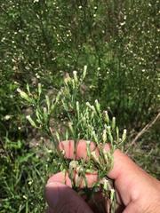 Erigeron canadensis pusillus