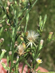 Erigeron canadensis pusillus