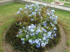 Plumbago
