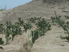 Opuntia ficus-indica