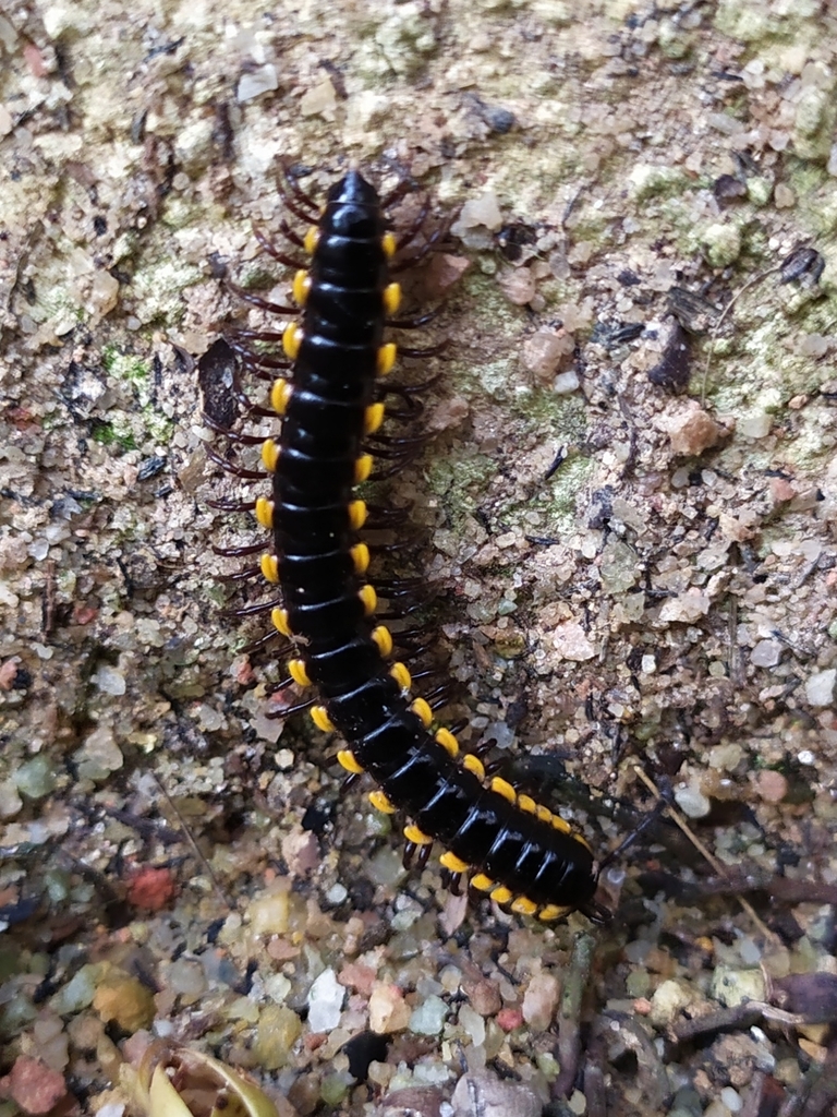 Anoplodesmus saussurii