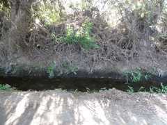 Hydrocotyle ranunculoides