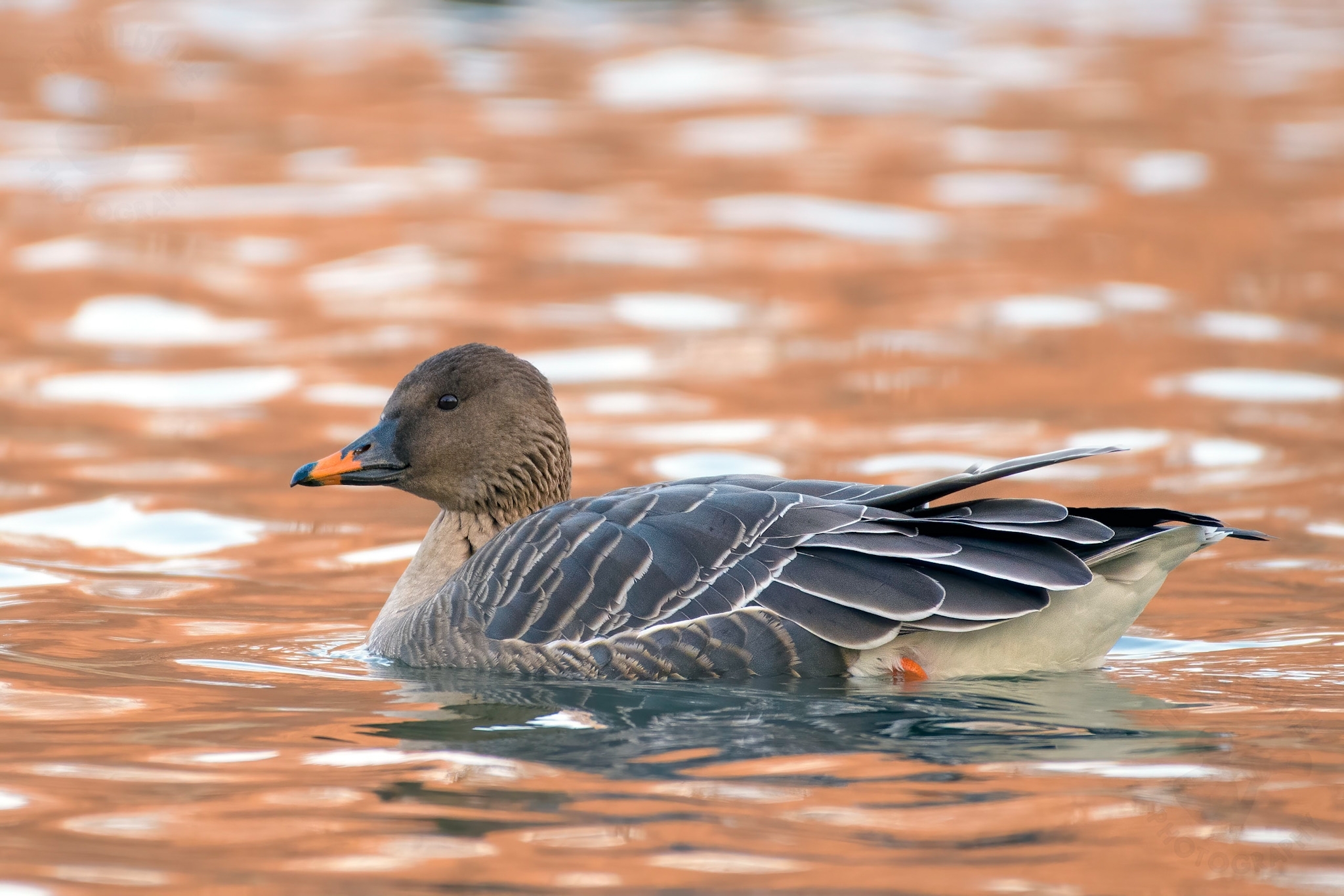 Tundra Bean Goose