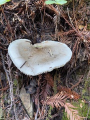 Tricholoma pardinum
