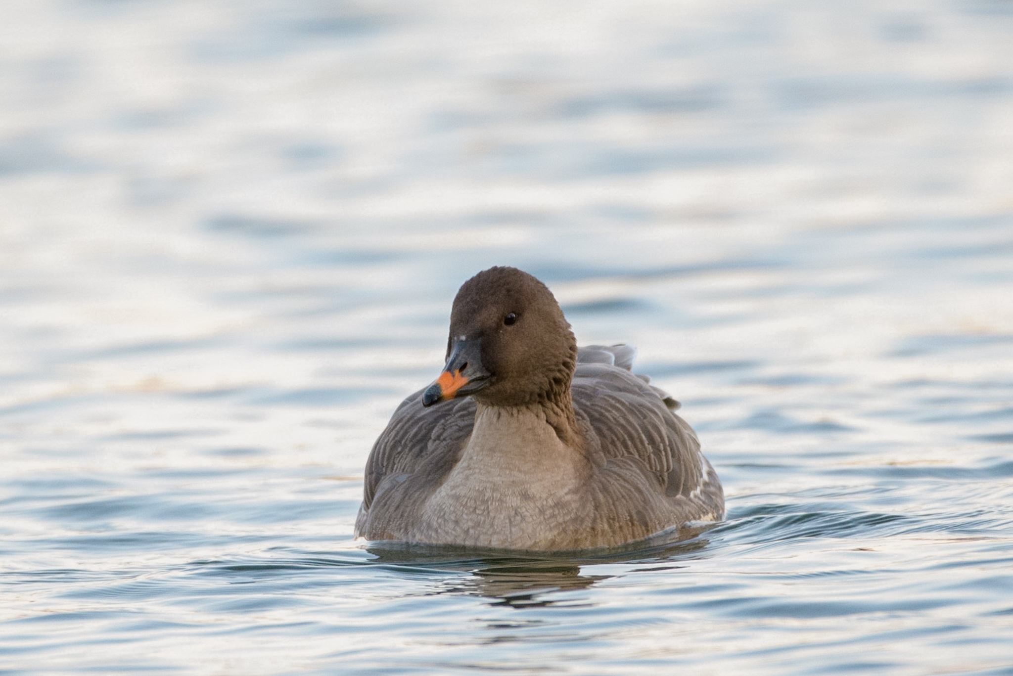 Tundra Bean Goose (Anser serrirostris)