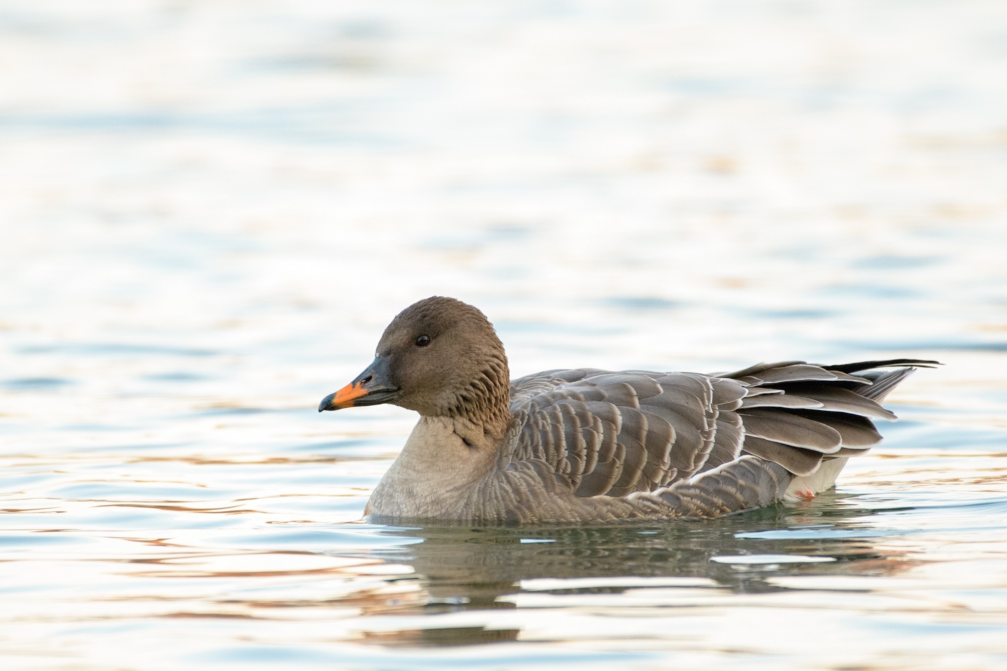Tundra Bean Goose