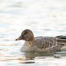 Tundra Bean Goose - Photo (c) Troy B, some rights reserved (CC BY), uploaded by Troy B