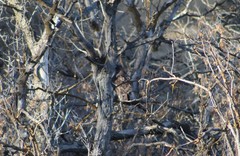 Buteo jamaicensis