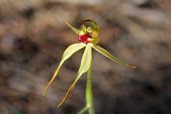 Caladenia longiclavata