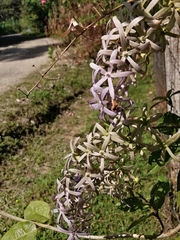 Petrea volubilis