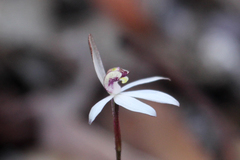 Caladenia saccharata