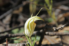 Pterostylis hamiltonii