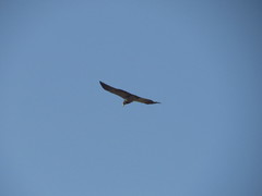 Geranoaetus melanoleucus australis